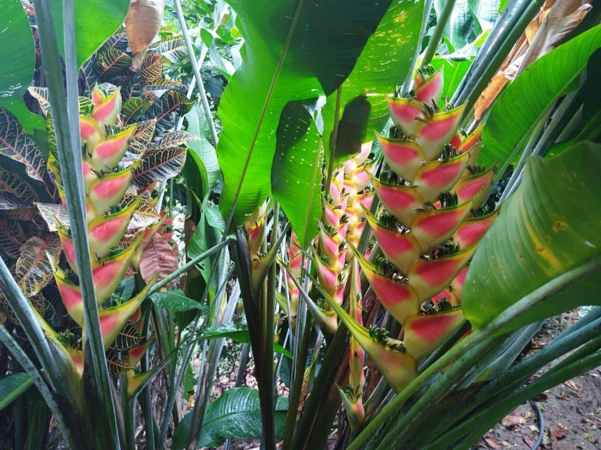 Ecocabanas Diosa Jaguar Tayrona La Esmeralda  Εξωτερικό φωτογραφία