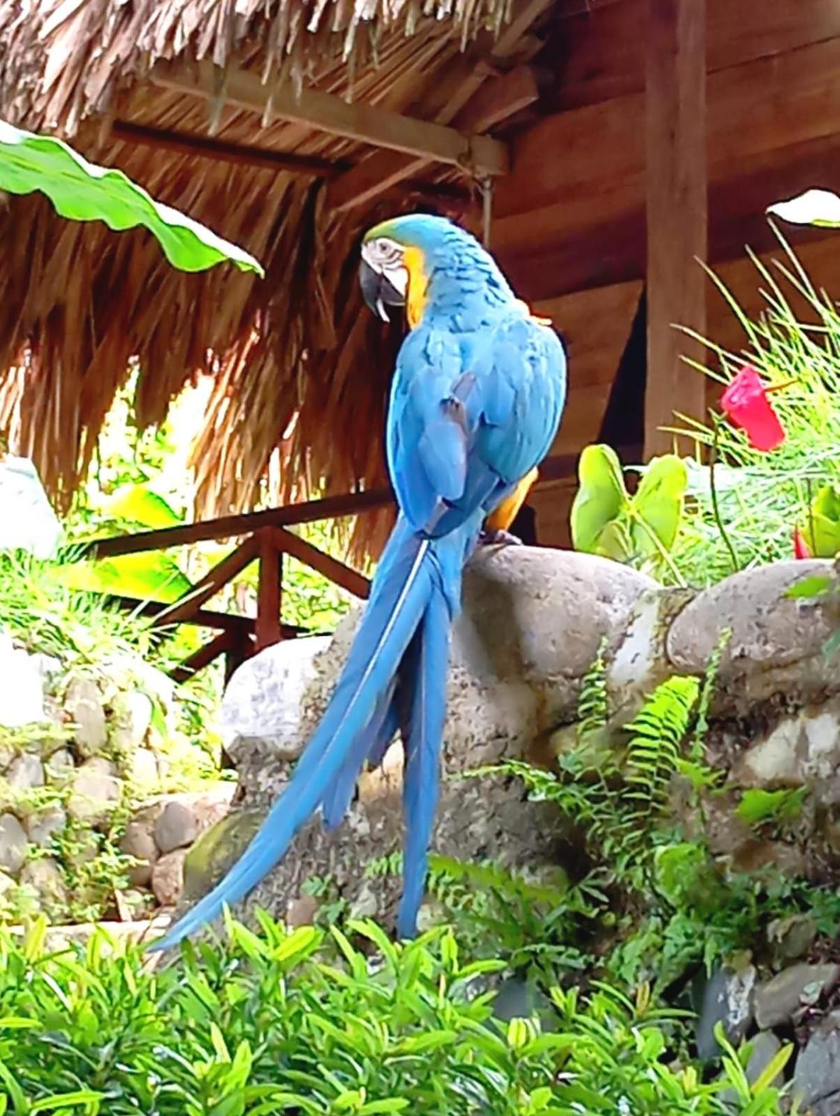 Ecocabanas Diosa Jaguar Tayrona La Esmeralda  Εξωτερικό φωτογραφία